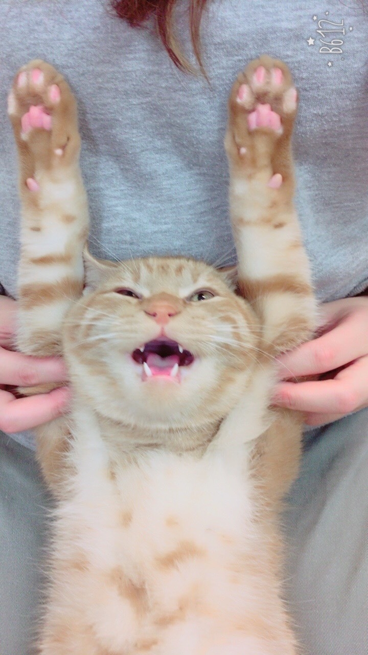 髙野