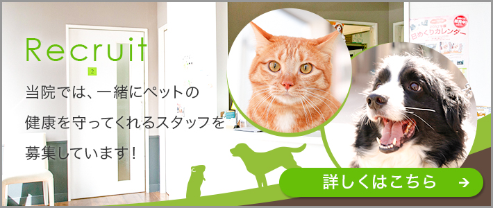 Recruit 当院では、一緒にペットの健康を守ってくれるスタッフを募集しています! 詳しくはこちら