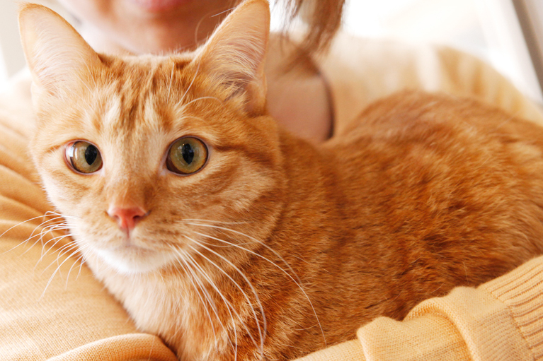 飼い主さんへのインフォームドコンセントを大切にしています